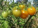 Solanum lycopersicum (Tomato, Tomatoes) | North Carolina Extension ...