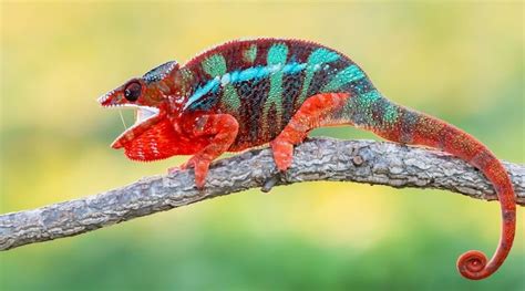 17 Best Pet Chameleons Types Of Chameleon Species Everything