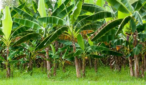 Organic Banana Plantation Stock Photo Image Of Farming 15045742