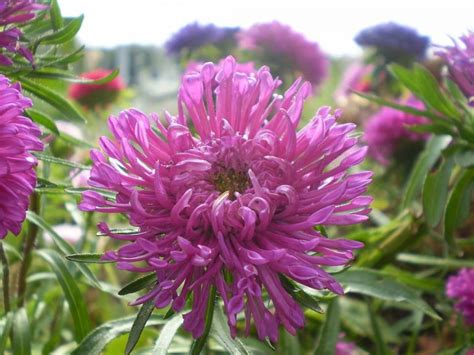 China Aster Callistephus Chinensis Growing Guides