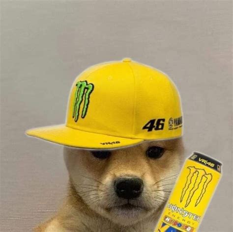 Пин от пользователя Stilly на доске Dog With Hat Собачки Собаки Мемы