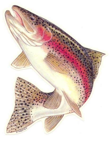 Rainbow Trout Trout Fishing Tips Salmon Fishing Fishing Lures