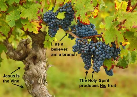 3 10 Abiding Study On John 15 The Vine And The Branches