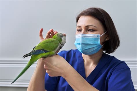 Top 10 Tips For Keeping Your Parakeet Healthy Bird Sitting Toronto