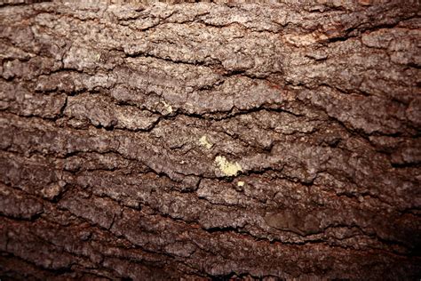 17 Tree Trunk Textures