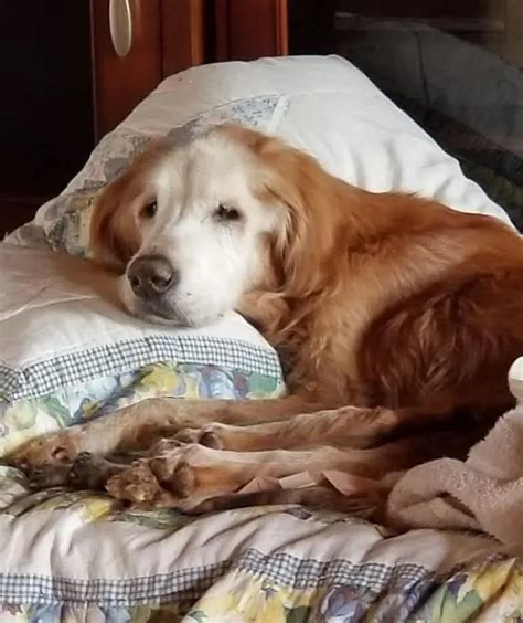 What Is The Oldest Golden Retriever On Record