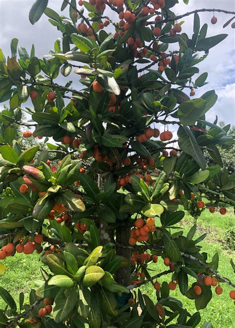 Imbe Garcinia Livingstonei Rare Tropical Fruit Tree Sow Exotic