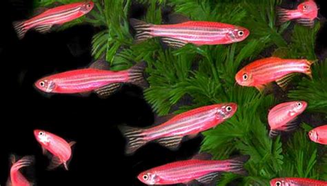 Kelompok ikan barb ini biasanya terdiri dari 5 ikan barb. Pencinta Ikan, Wajib Baca Nih 7 Jenis Ikan Hias Kecil ...