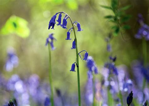 How To Plant Grow And Care For Bluebells Sarah Raven