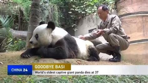 Goodbye Basi Worlds Oldest Captive Giant Panda Dies At 37 Cgtn