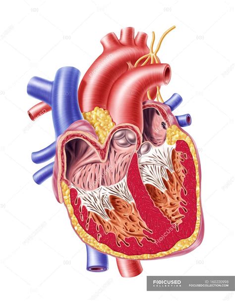 Human Heart Anatomy — Blood Circulatory System Stock Photo 160220998