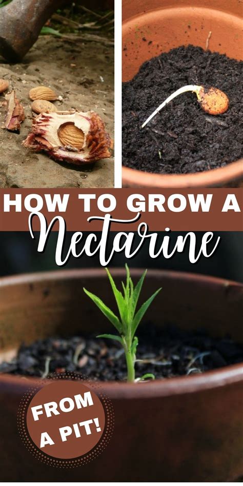 Step By Step Instructions To Grow Nectarines From Seed Planting Fruit