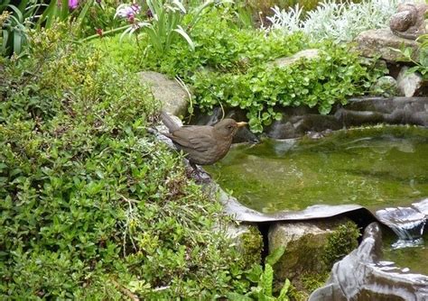 How To Attract Thrushes To Your Garden Ultimate Guide Learn Bird