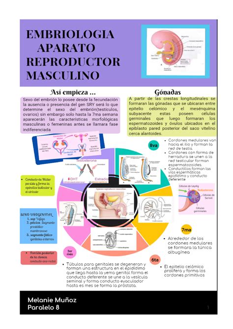 Infografia Masculino Apuntes 157 Anatomía Funcional Studocu