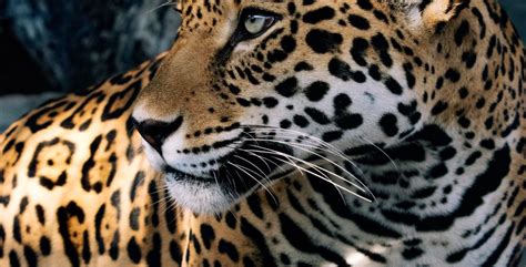 Jaguar facts, photos and videos the jaguar loves the brazilian wetlands where it catches caiman, anacondas and turtles right in the water, dragging them out to dine on a marshy bank. Jaguar - Animal World and Snake Farm