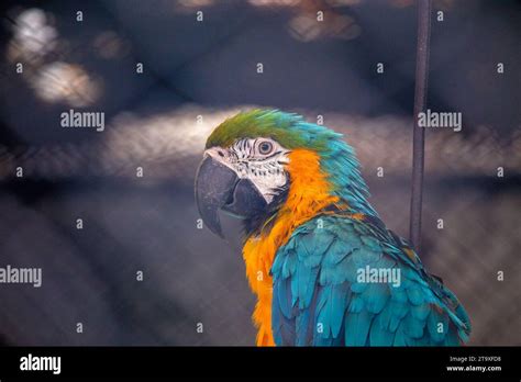 Immerse yourself in the tropical splendor of the Blue and Yellow Macaw