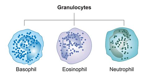 What Is Granulocyte Receptor Cusabio