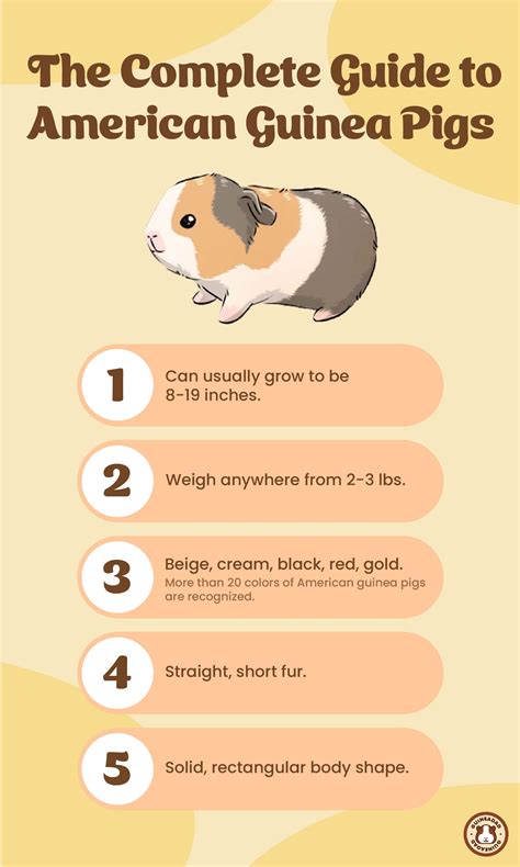 The Complete Guide To American Guinea Pigs 2023