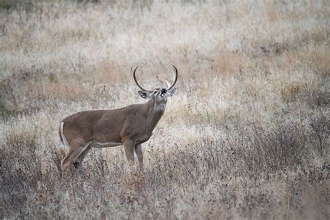 Best Times To Deer Hunt The Rut Outdoor Life