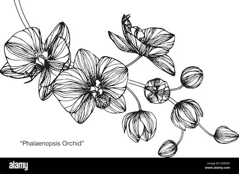 Orchid Flower Drawing Illustration Black And White With Line Art Stock