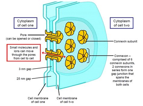In nearly all animal tissues, specialised junctions provide both structural and functional links between its individual cells. cells_signalling