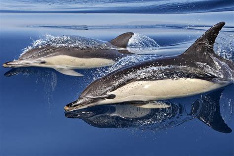Biologie Delfine Können 15 Tage Lang Am Stück Wach Bleiben Die Welt