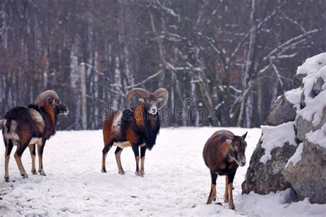 Mouflon Male Ovis Musimon In The Winter Forest Horned Animal In Nature