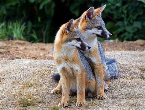 Weighing 3 To 4 Pounds The Island Gray Fox Is Not Only The Smallest