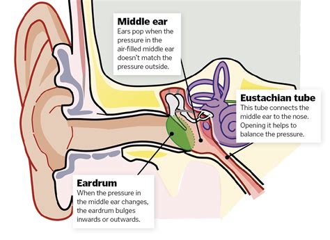 Why Do Our Ears Pop How It Works