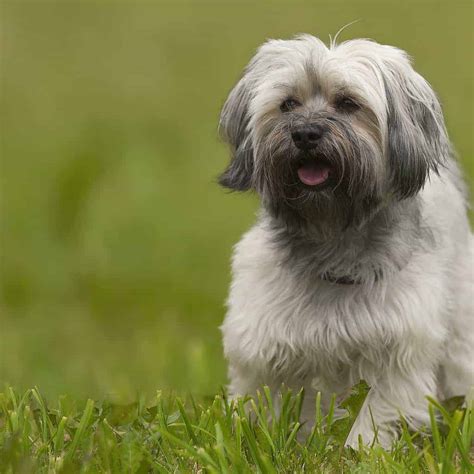 Interesting and Surprising Facts About Havanese Dogs - Our Dog Breeds