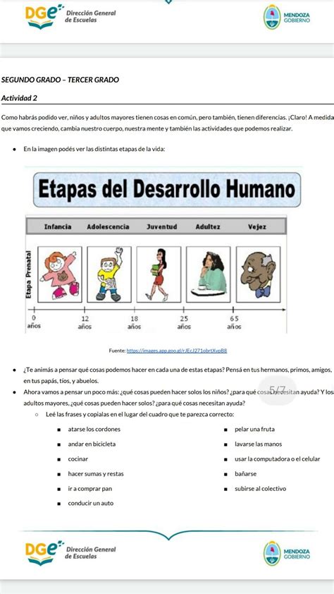 Etapas Del Desarrollo Humano Online Worksheet For To Grado Images
