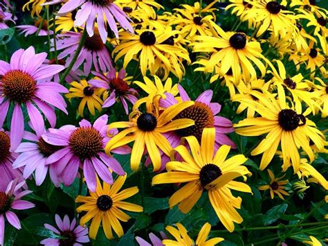 Selecting the right perennial can be daunting for new england gardeners. 43 Best Perennials Flowers for Full Sun, Borders and Shade