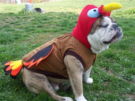 Turkey Dog Costume With Same Day Shipping Baxterboo