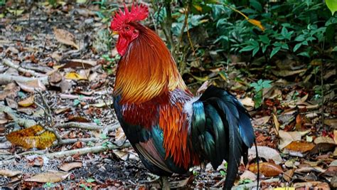 (canada, us, kent, australia, new zealand) a male domestic chicken (gallus gallus domesticus) or other gallinaceous bird. Drunk roosters captured in Westport | Stuff.co.nz