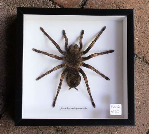 spider framed campbells online store