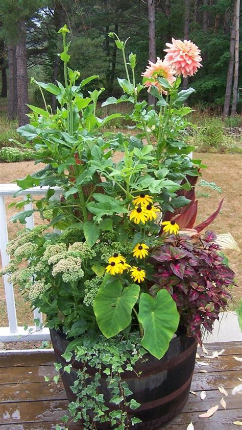 Dahlias Container Gardening And Gardening On Pinterest