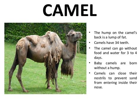 They have a hard palate that helps them grind their food. Randomnessfullcrap - You can't beat me: Camel Time!! Here ...