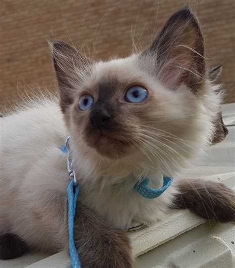 Stunning Siamese Kittens Looking For Loving And Ca