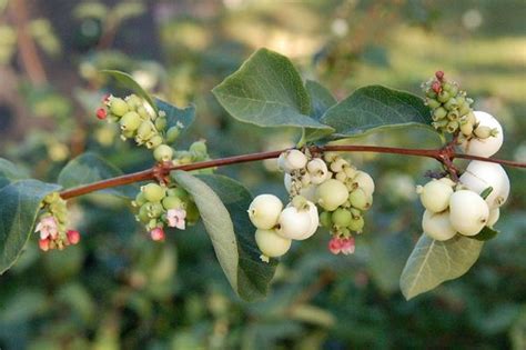 Want A Shrub With White Fruit Look For The Common Snowberry Organic