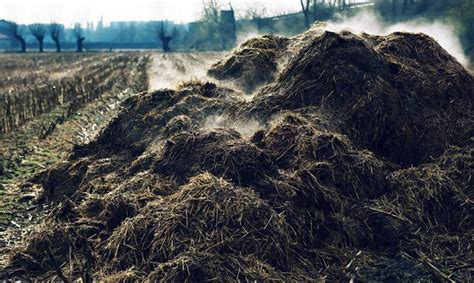 The Difference Between Composted And Dehydrated Cow Manure Hunker