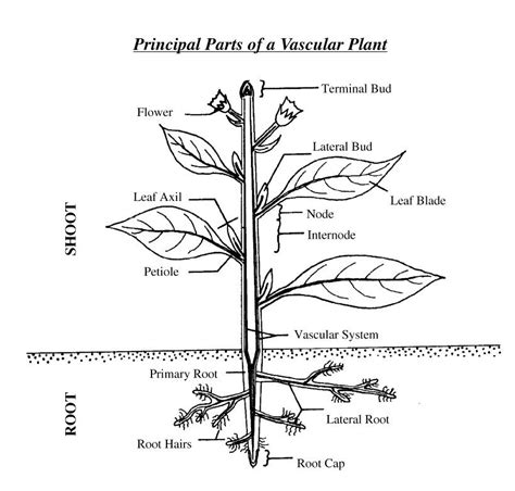 Diagram Of A Vascular Plant Inspirational Principal Parts Of A Vascular