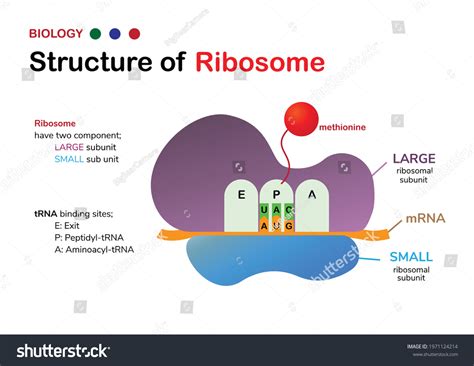 Biology Diagram Structure Of Ribosome Shows Royalty Free Stock
