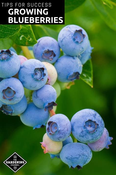 Growing Blueberry Bushes Tips For Success Growing Blueberries