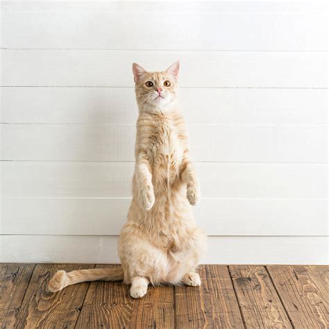 Red Cat Stands On Its Hind Legs Photograph By Daria Dubrovskaya Pixels