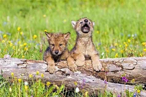 Wolf Cubs On Log Photograph By John Pitcher