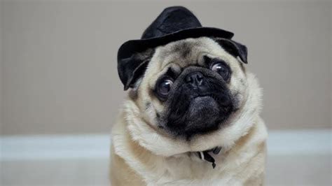 Funny Pug Dog Posing Like A Cowboy Dressed In Cowboy Hat Like Sherif
