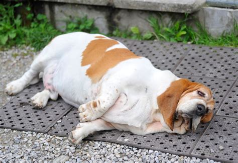 Should You Be Fat Shaming Your Dog Insider Envy