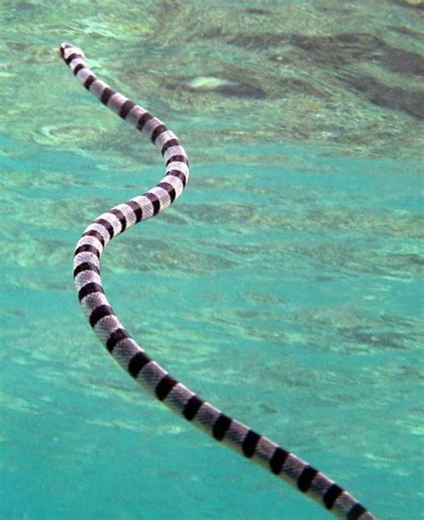Banded Sea Snake Laticauda Colubrina
