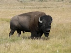 Buffalo Symbolism; A Message - Spirit Animal Totems