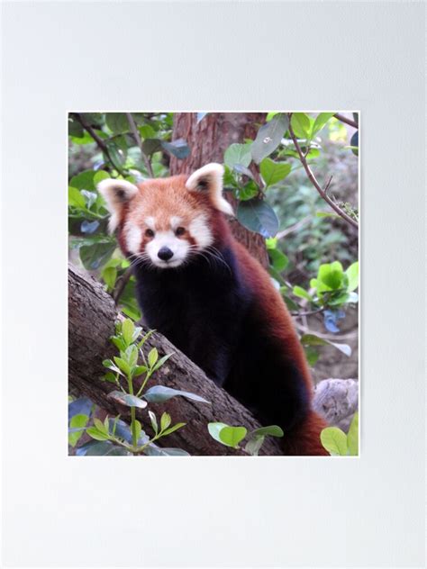 Red Panda Poster By Kirstybush Redbubble